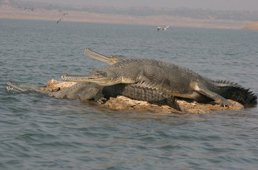 National Chambal Wildlife Sanctuary, Pinahat